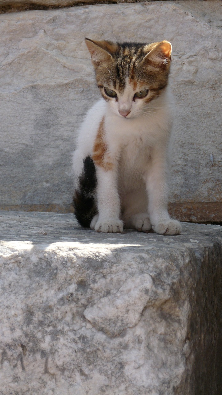 kitten motley cute free photo