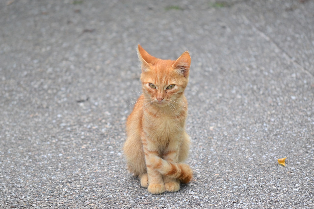 kitten orange cat free photo