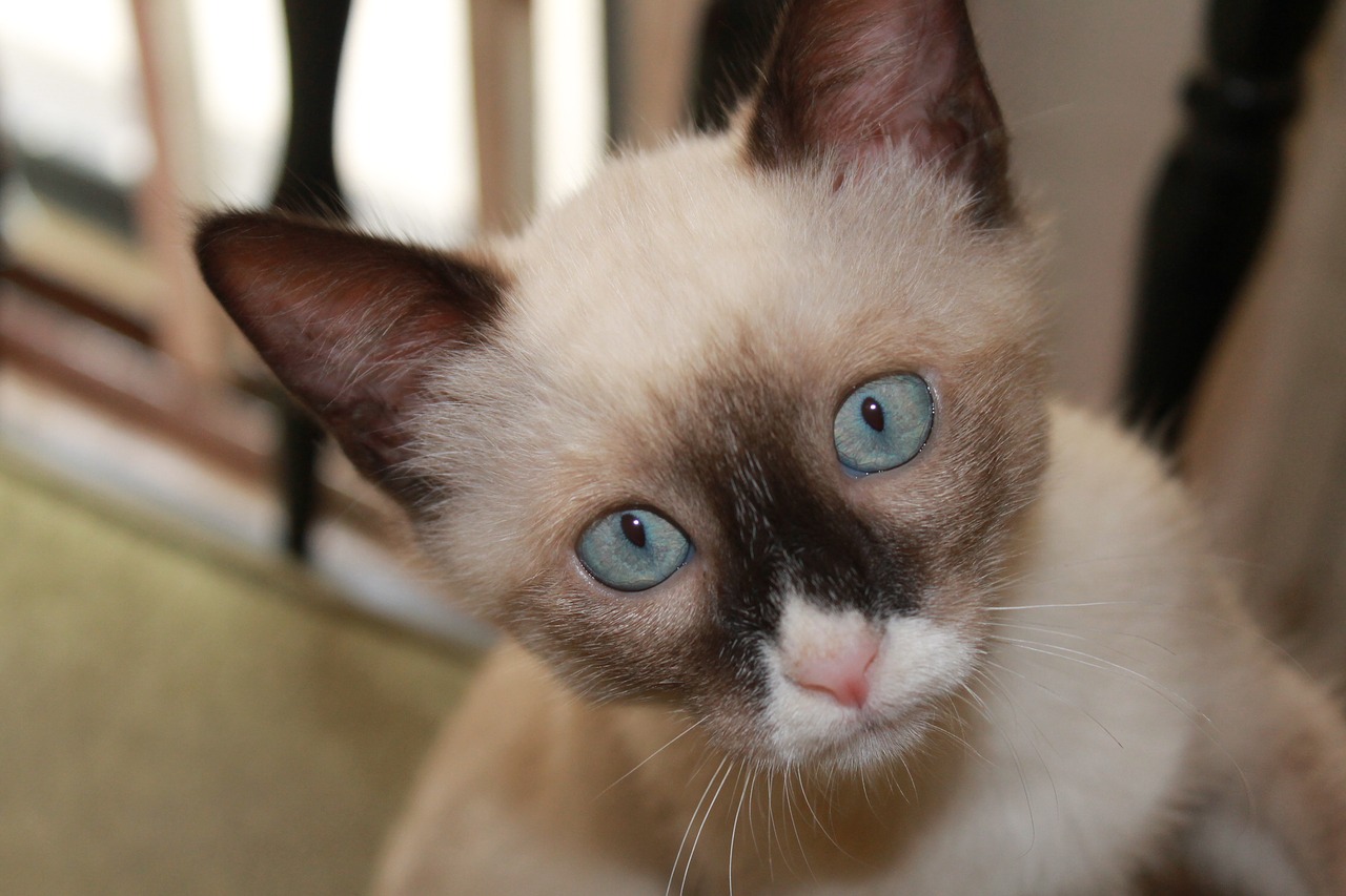 kitten siamese cat snow boots free photo