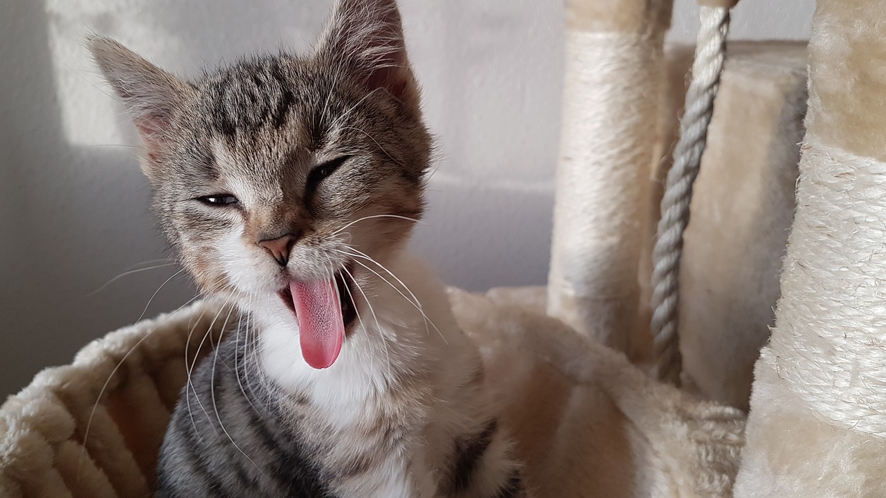 kitten yawning cat cat tongue free photo