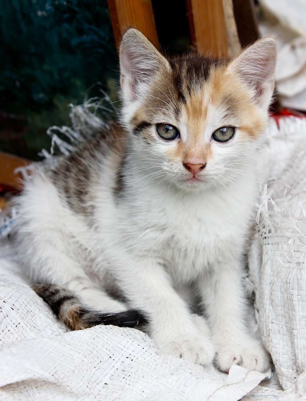 kitten cat pets free photo