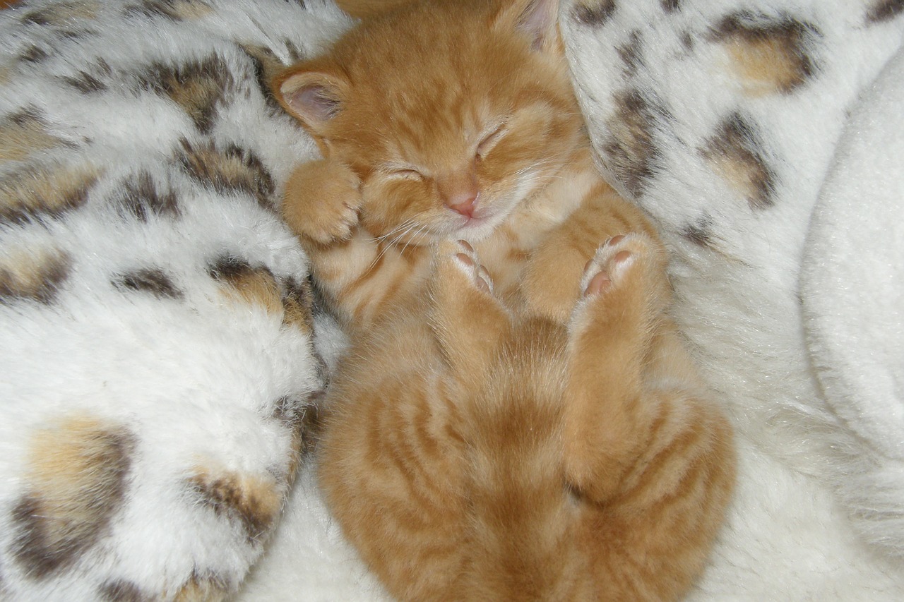 kitten sleep dreams free photo