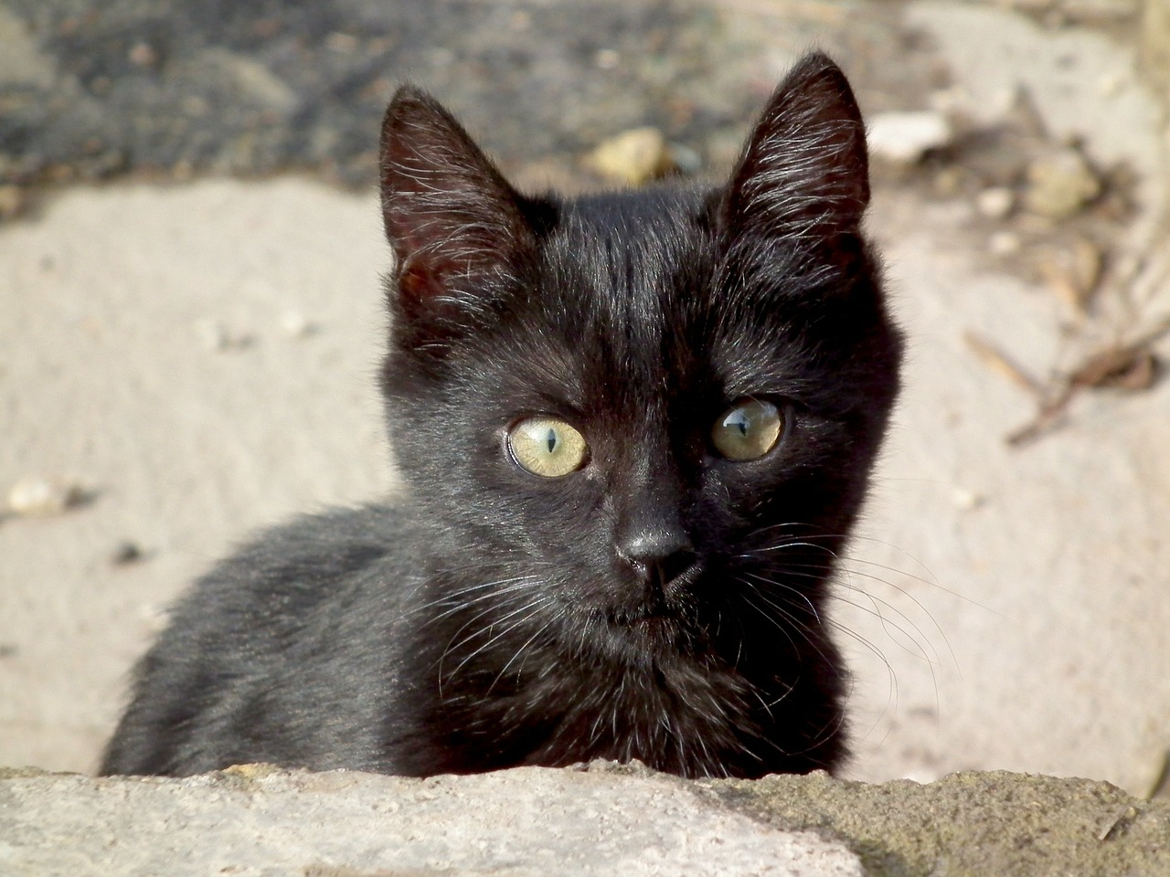 kitten cat black free photo