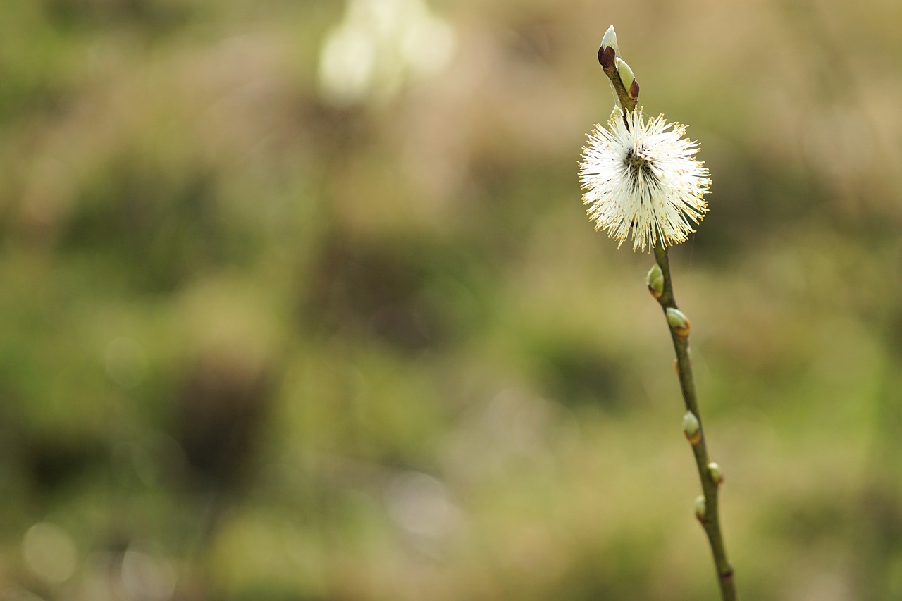 kitten willow catkin spring free photo