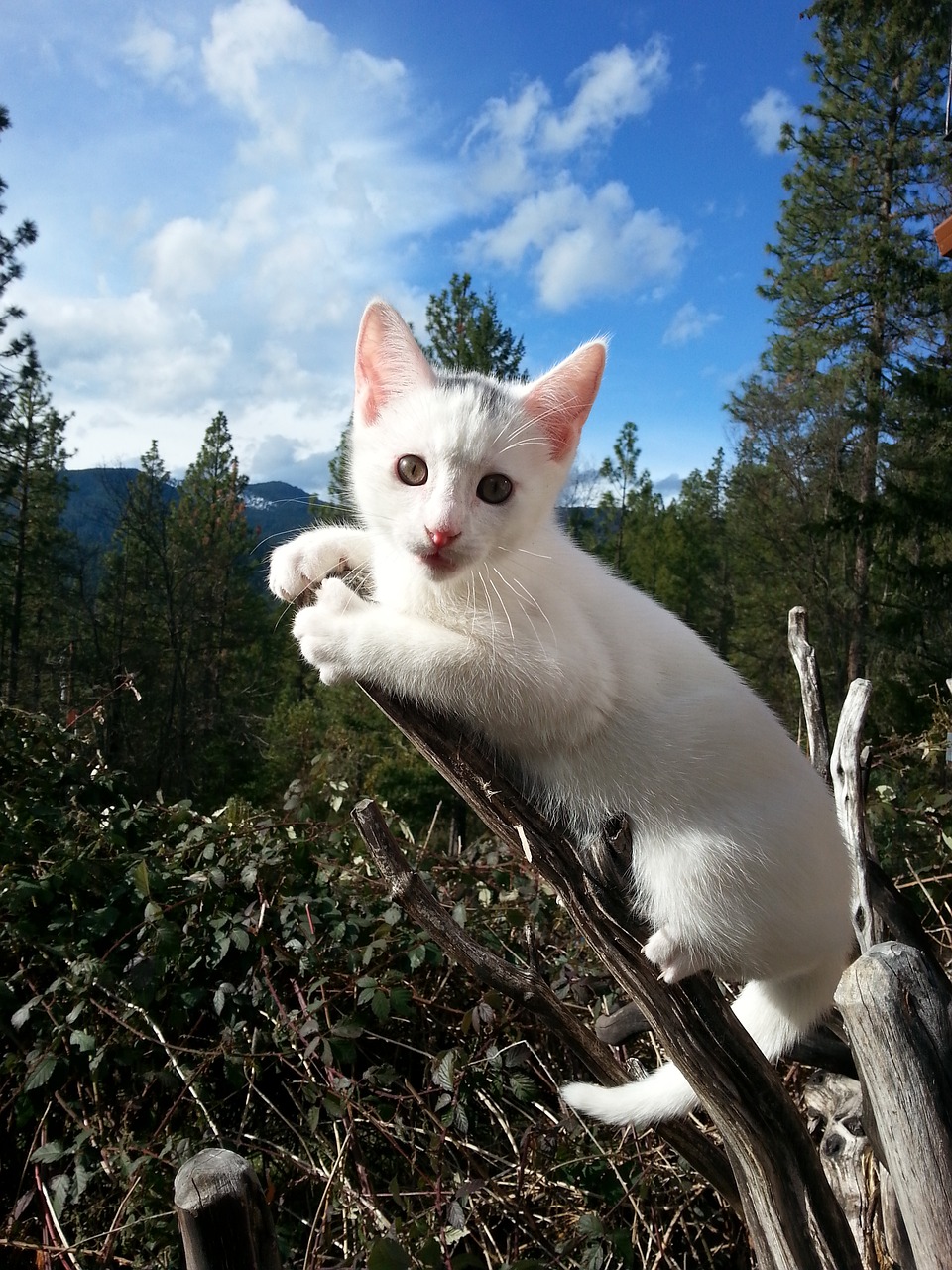 kitten nature white free photo