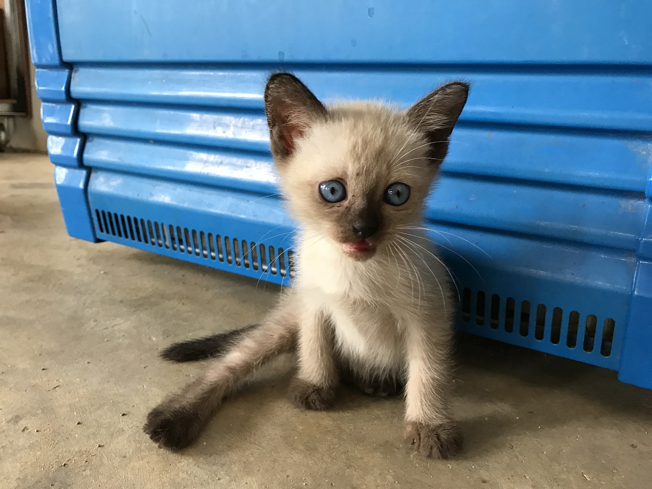 kitten blue eyes pet free photo