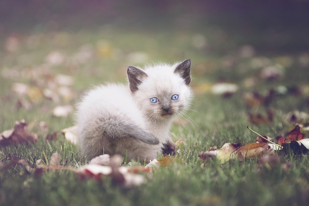 kitten cat blue eyes free photo