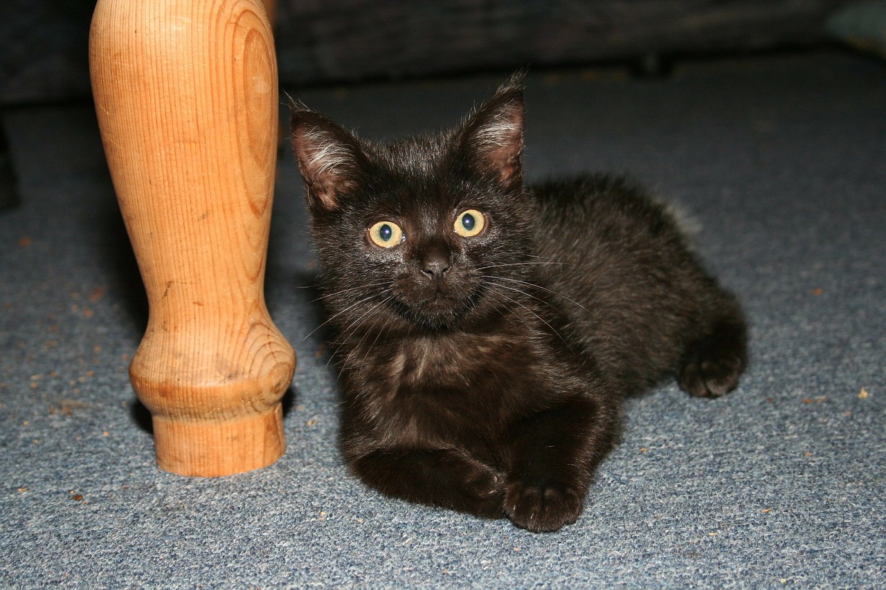 kitten cat black free photo