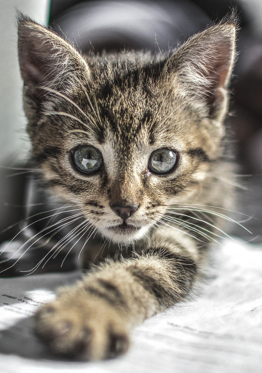 kitten cat cute free photo