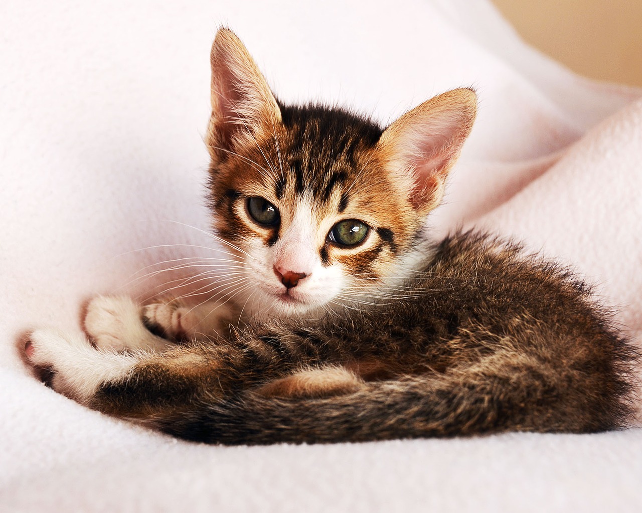 kitten feline look cute free photo