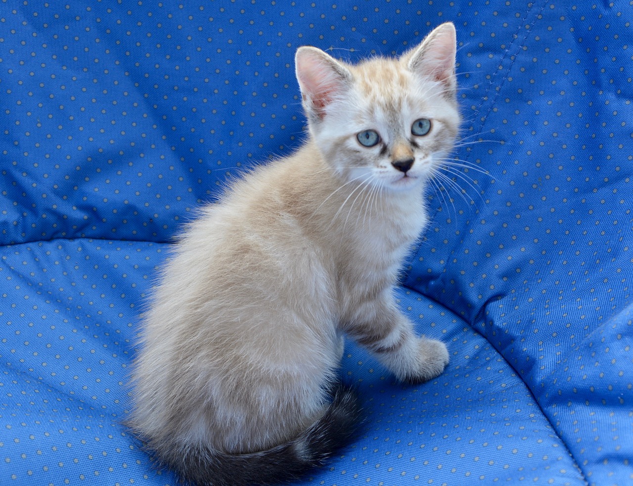 kitten blue eyes feline free photo