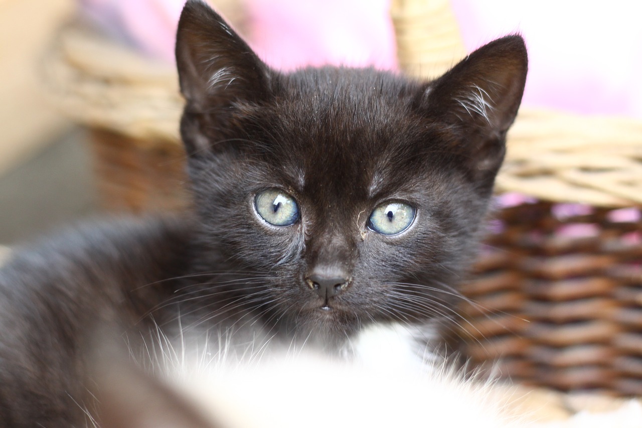 kitten black feline free photo