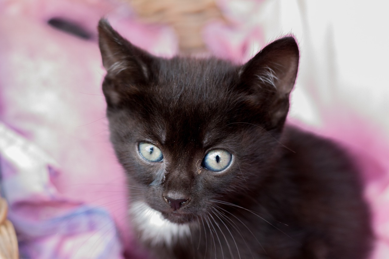 kitten black feline free photo