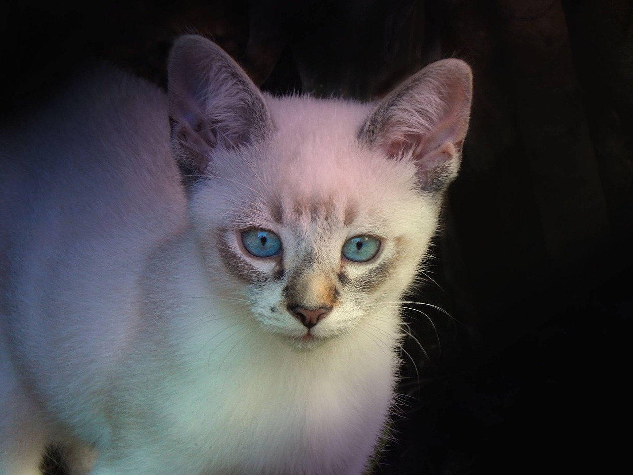 kitten night white cat free photo