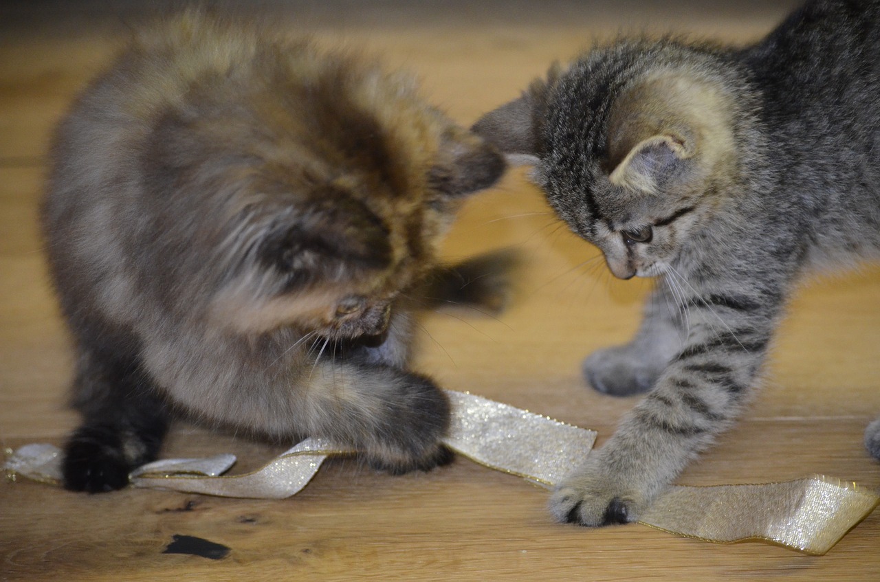 kitten play curiosity free photo