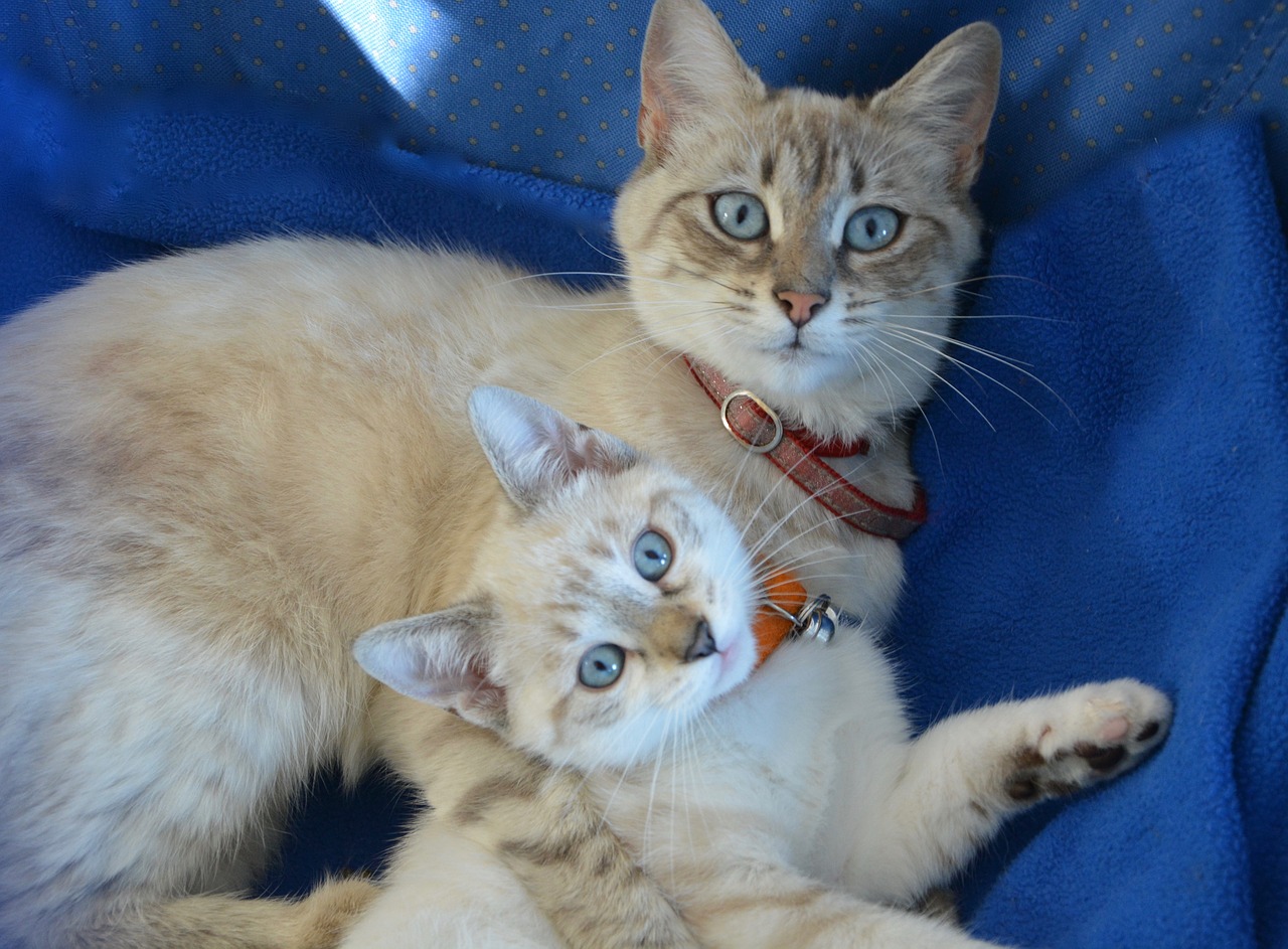 kitten pussy kitten with mom free photo