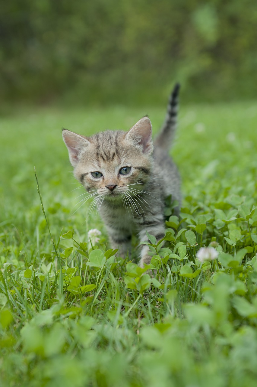 kitten cat tiger cat free photo