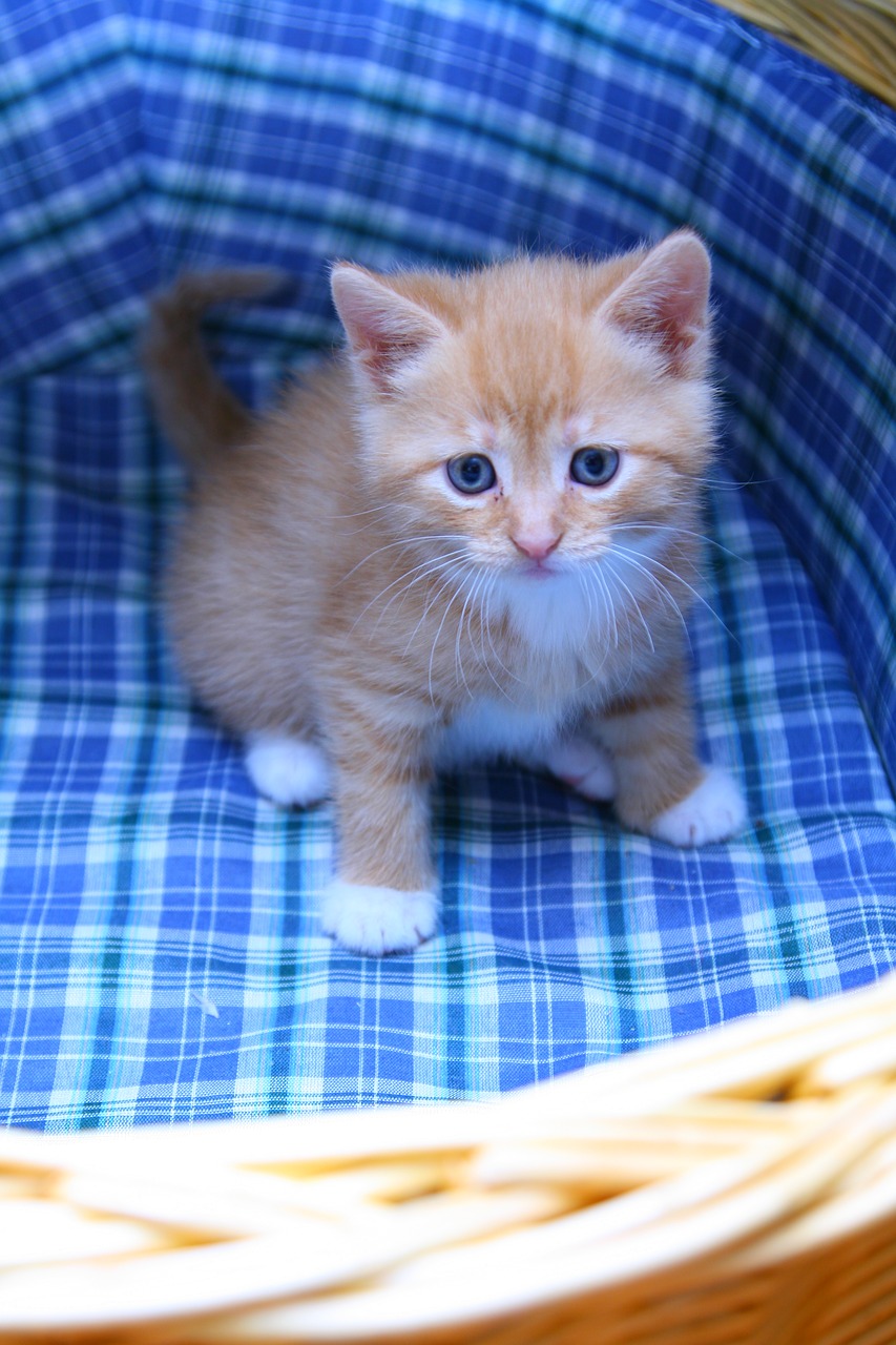 kitten cart sweet free photo