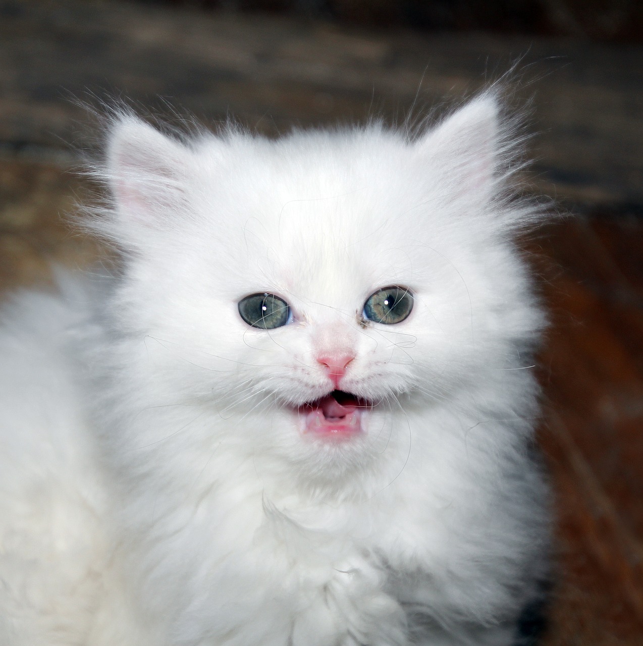 kitten cat white kitten free photo