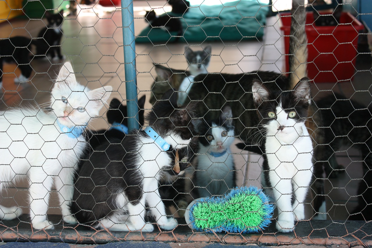 kitten kennel kitty free photo