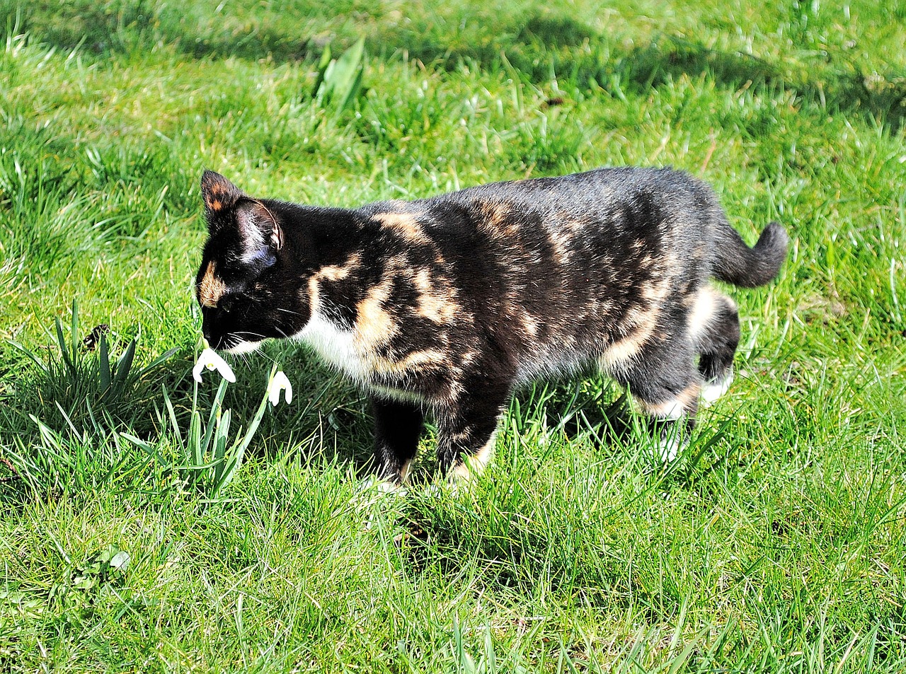 kitten young cat attention free photo