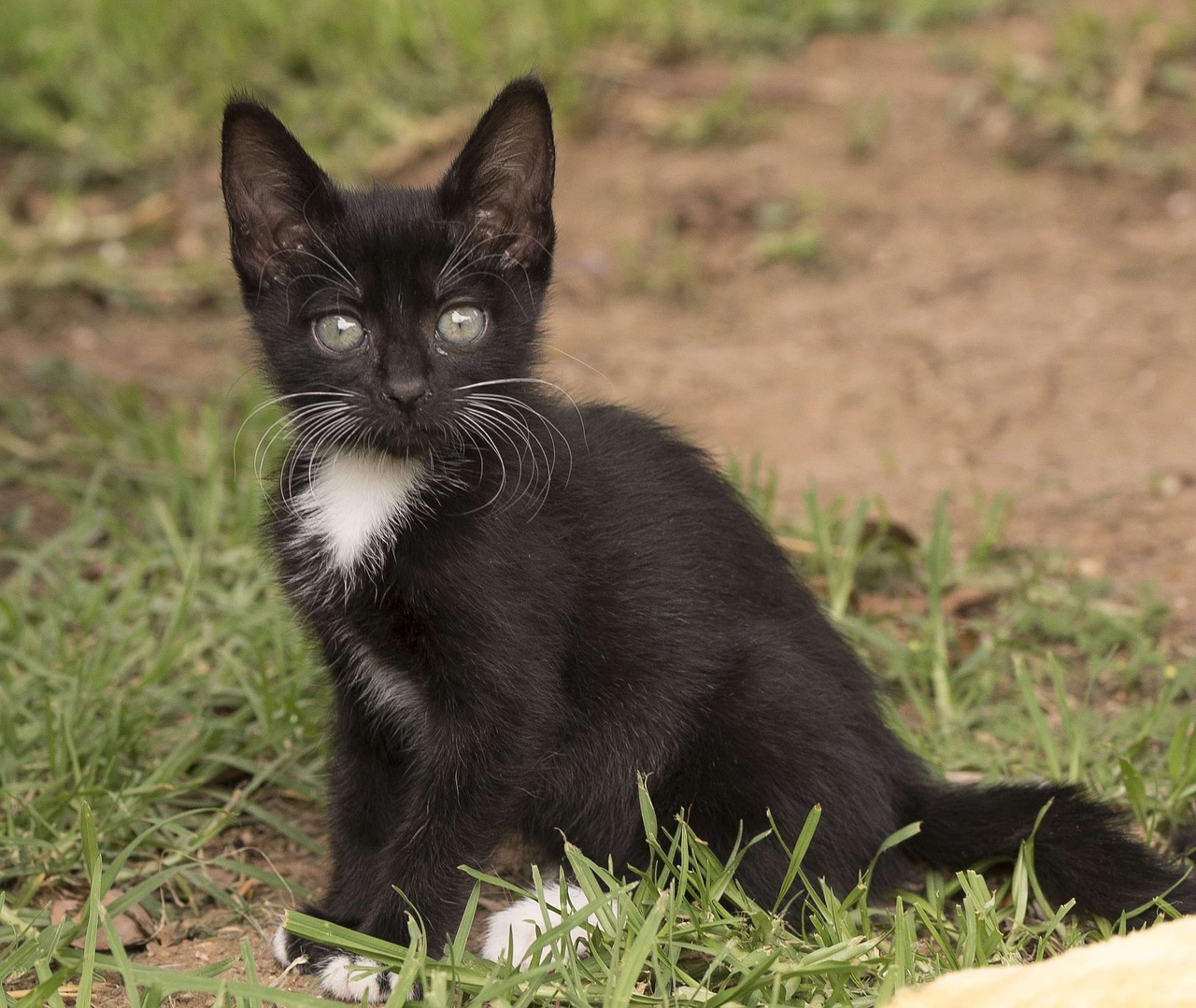 kitten eyes cute free photo