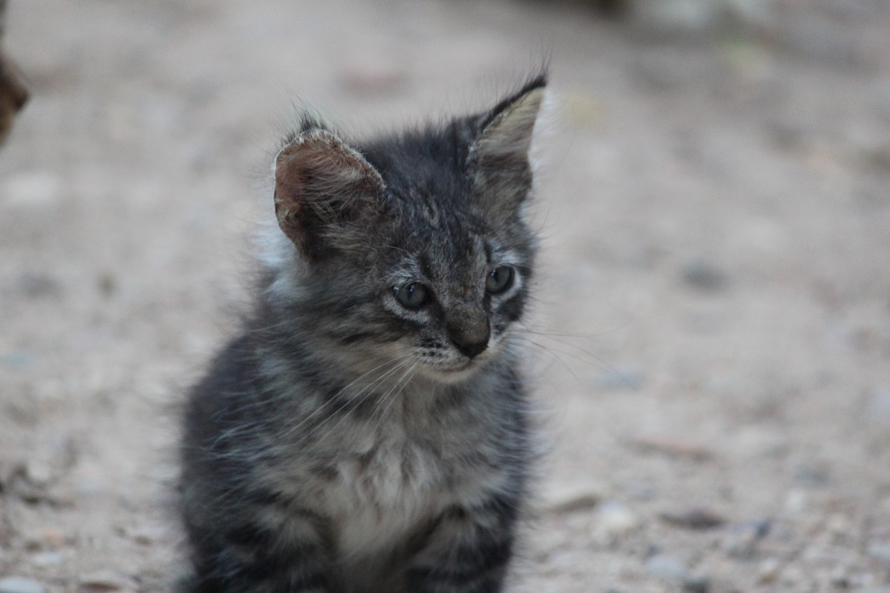 kitten cat white free photo