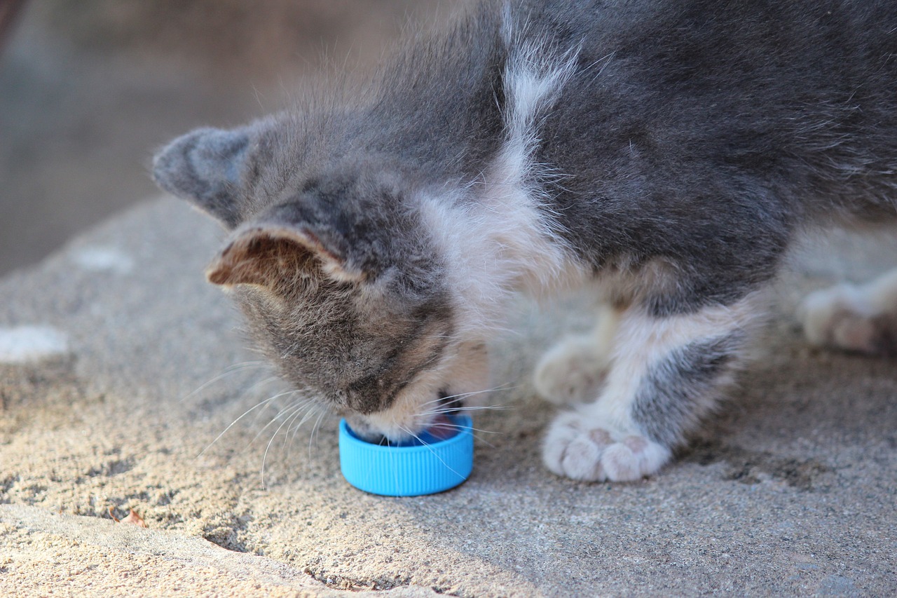 kitten eat morocco free photo