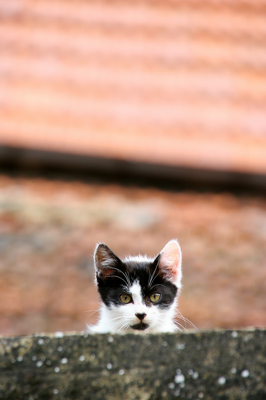 kitten cat animals free photo