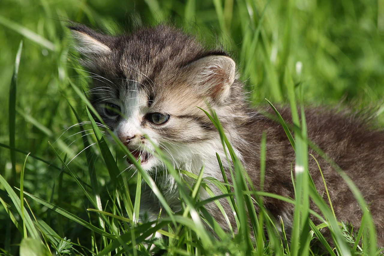 kitten animal grey free photo