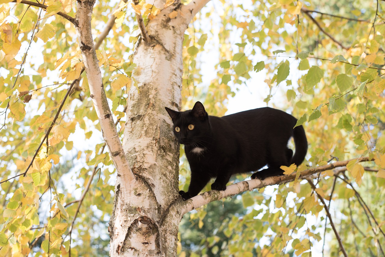 kitten cat black cat free photo