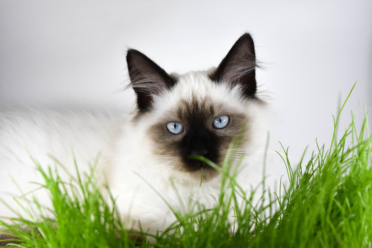 kitten cat grass free photo