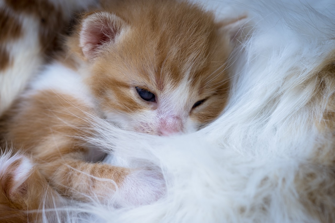 kitten  affection  newborn free photo