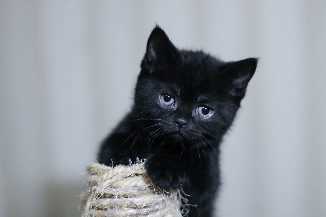 kitten  black cat  pet free photo