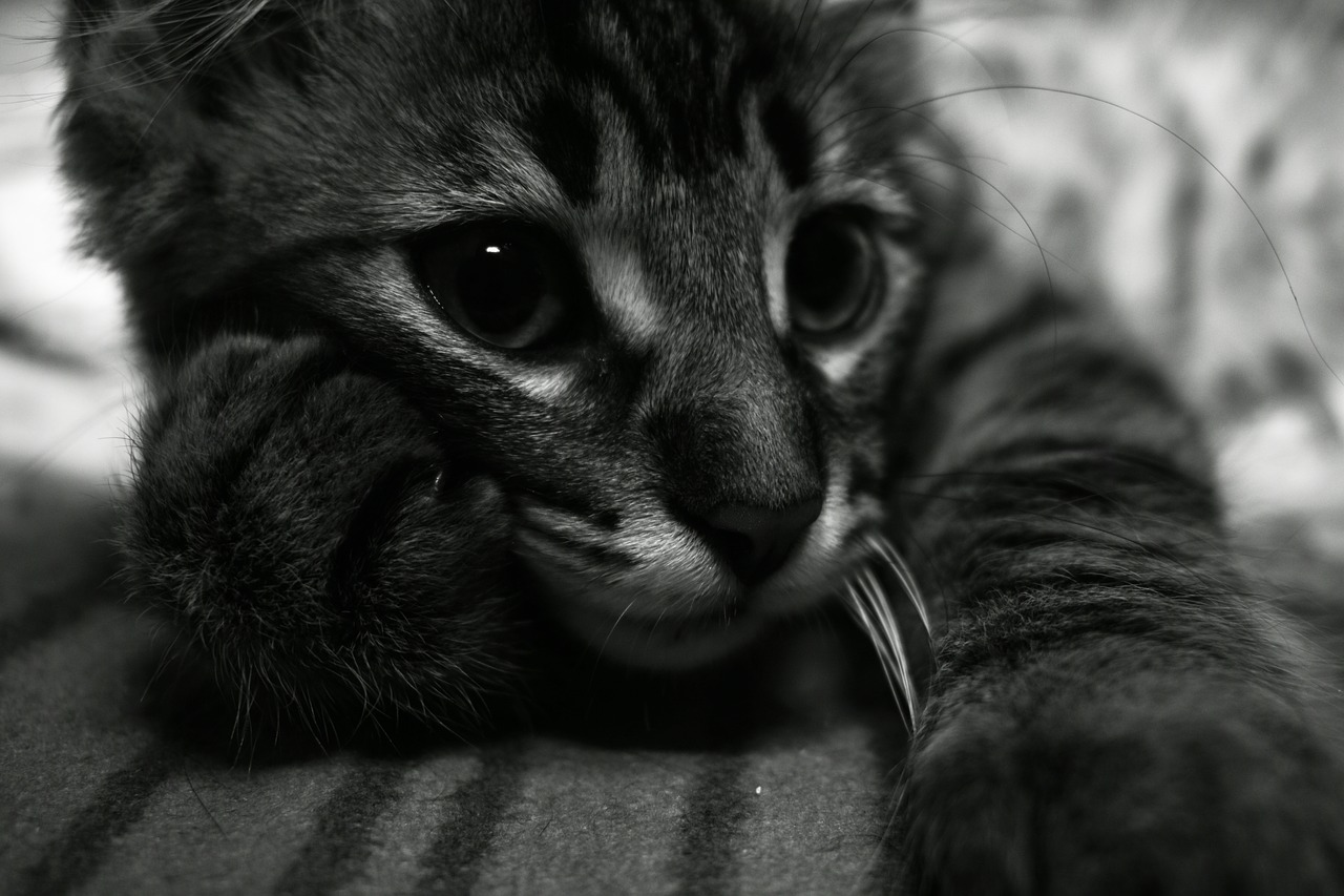 kitten  thoughtful  expression free photo