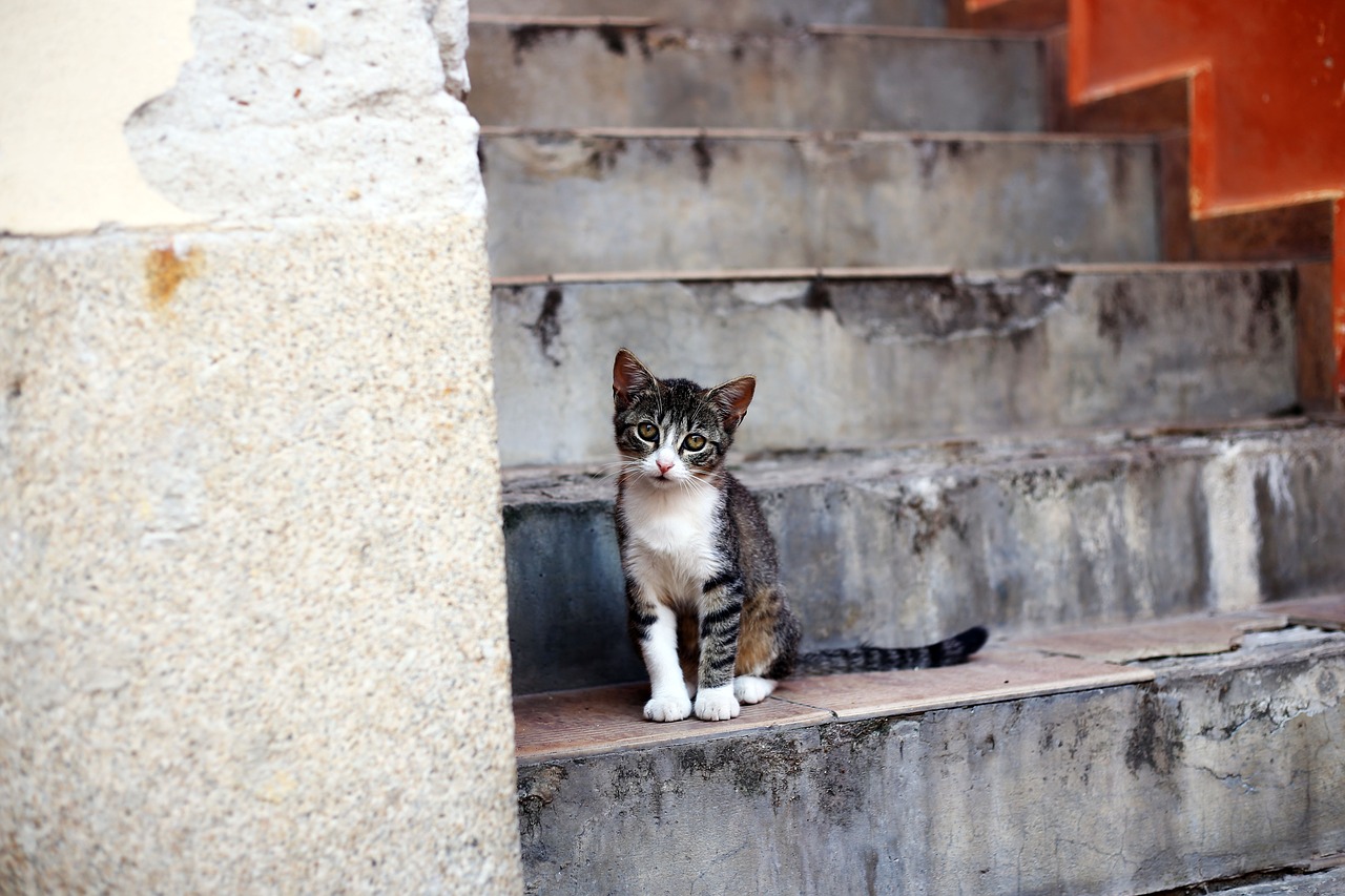 kitten  stairs  street free photo