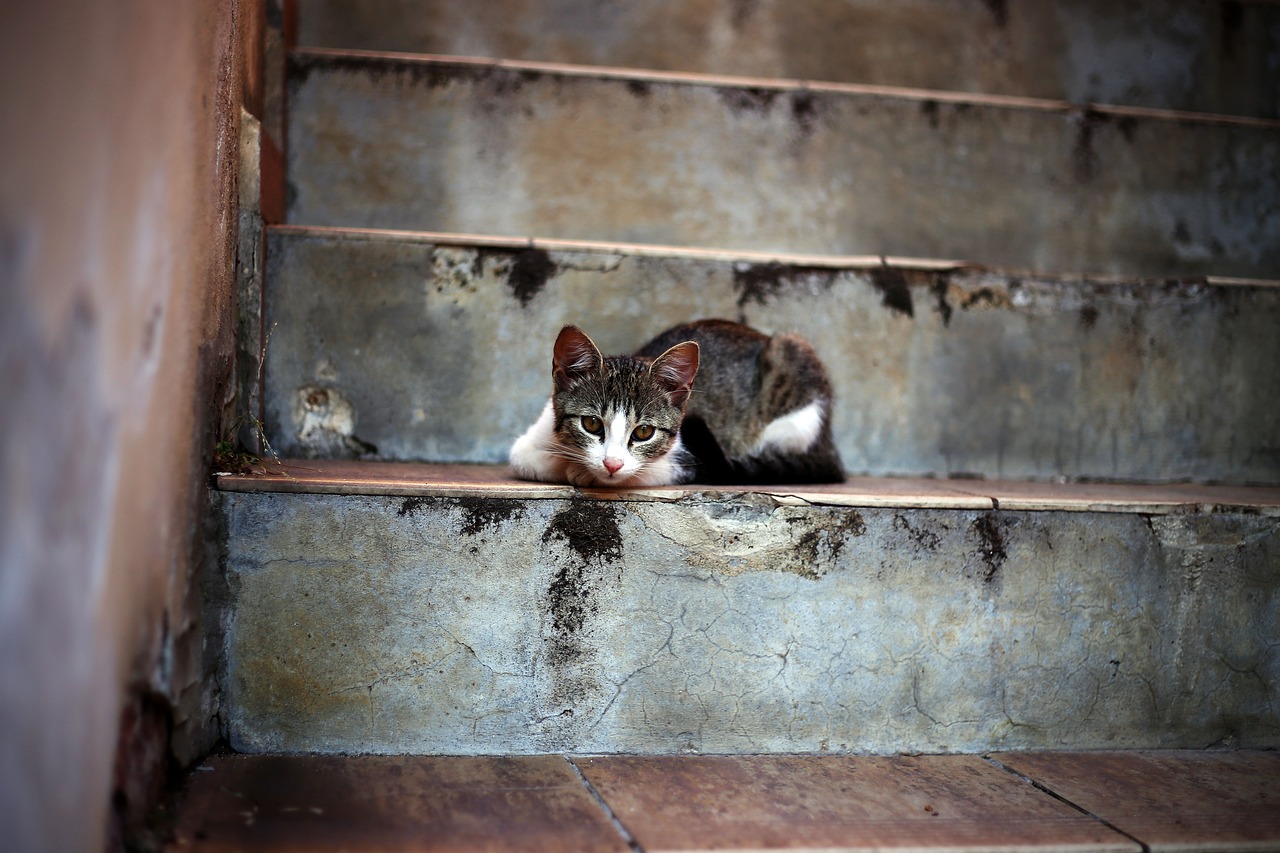 kitten  stairs  street free photo