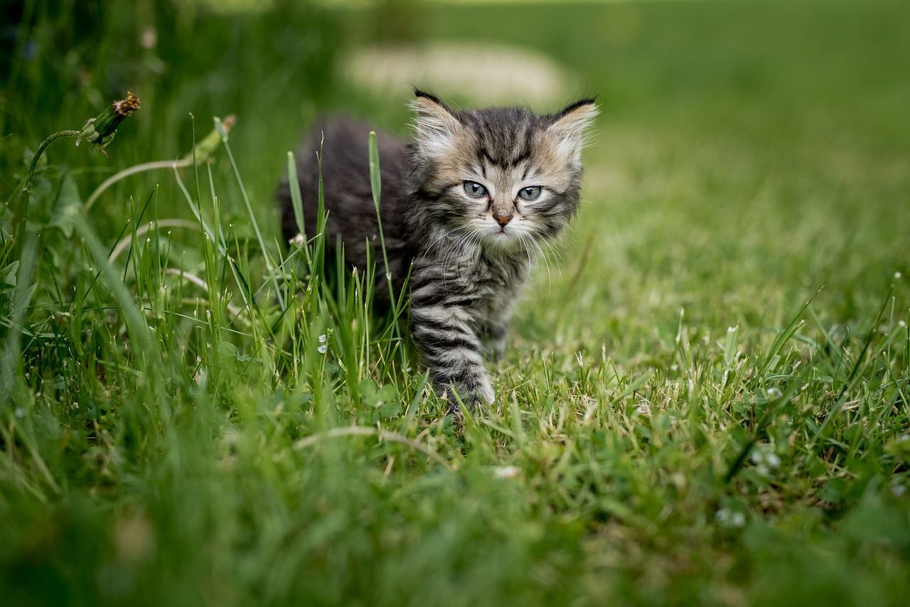 kitten  summer  animal free photo