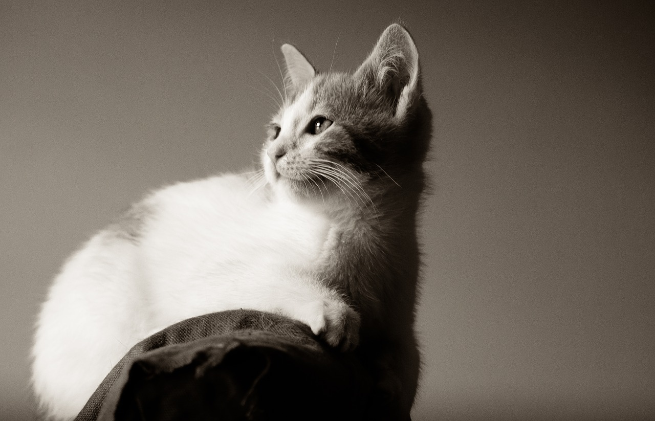 kitten  cat  pet free photo