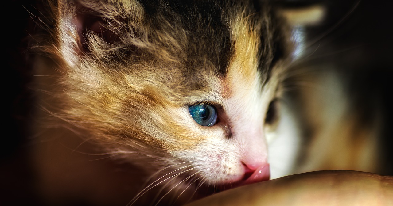 kitten  tiny  cute free photo