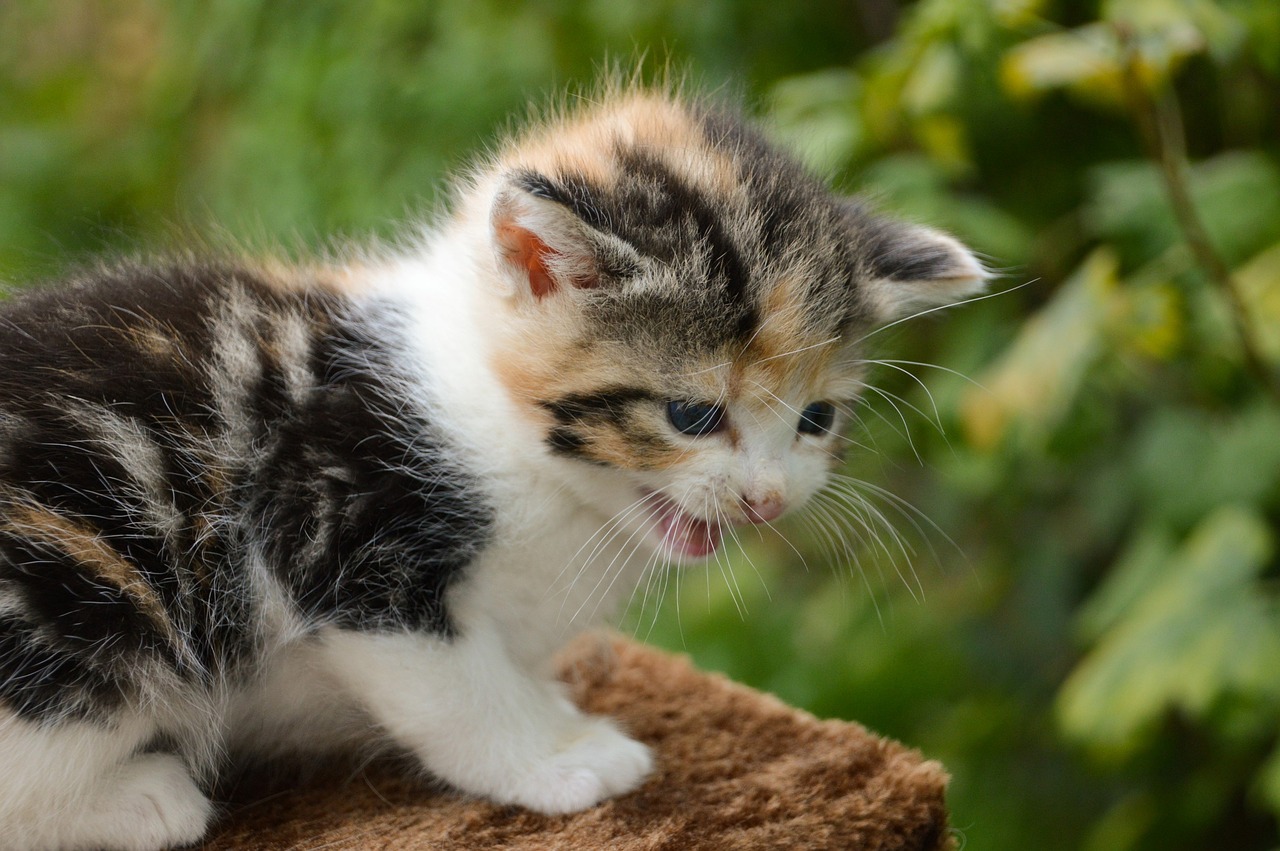 kitten  cat  feline free photo