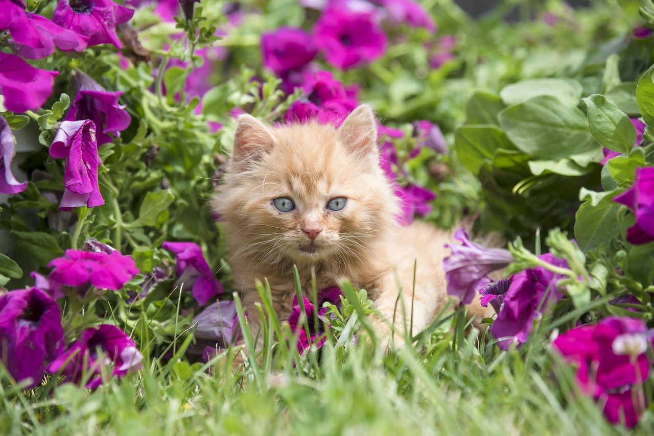 kitten  red  cat free photo