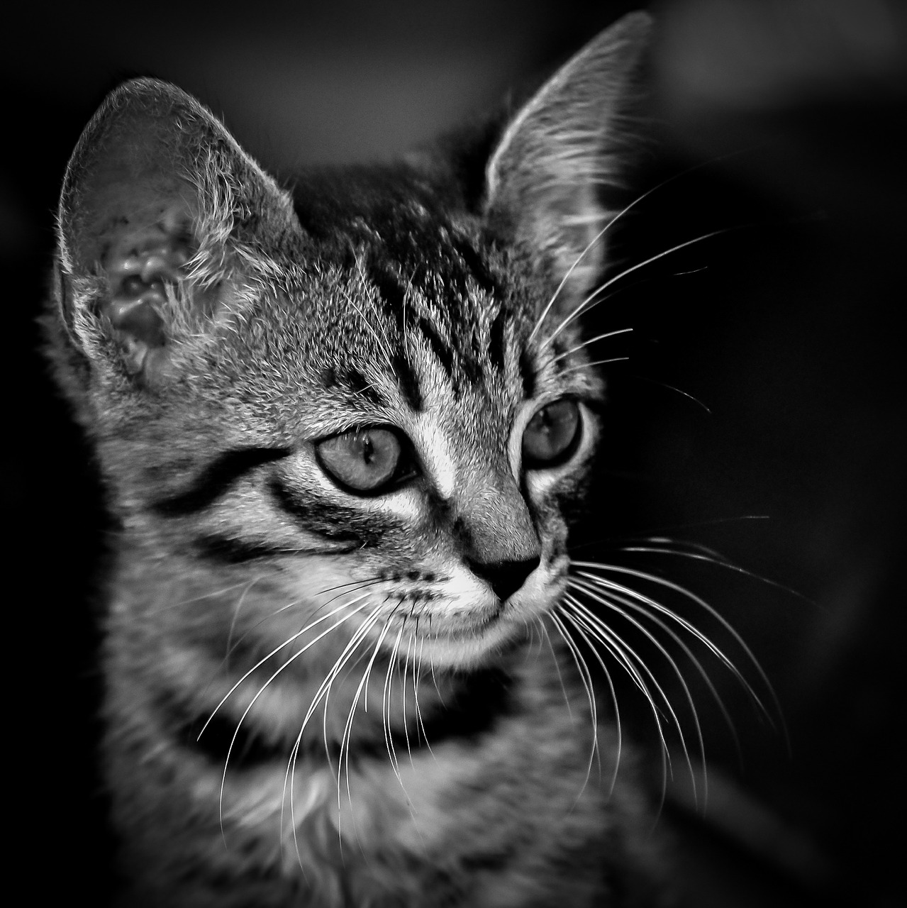 kitten black white free photo