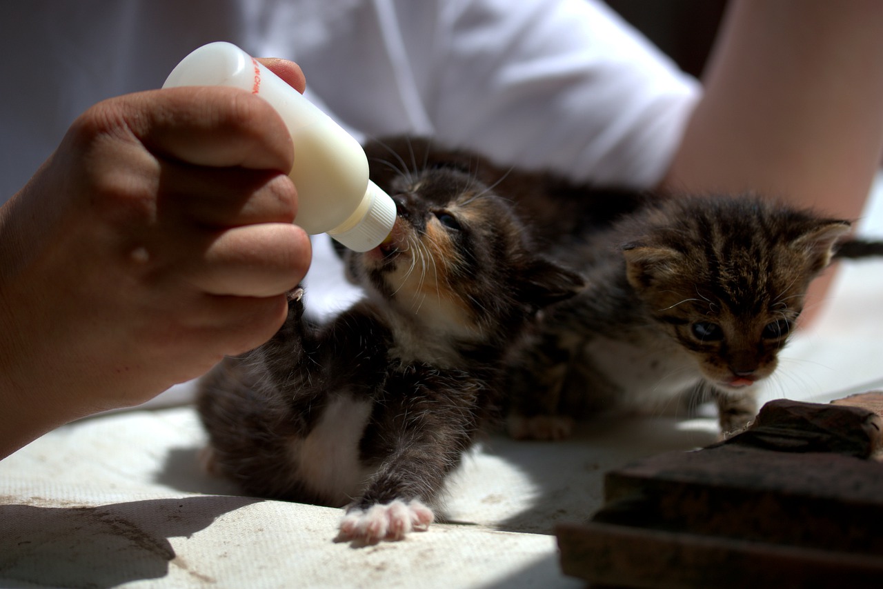 kitten  small  feeding free photo