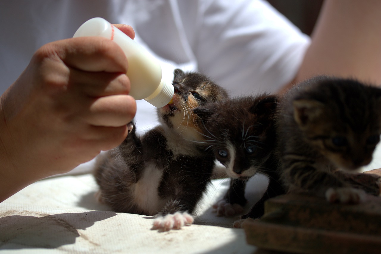 kitten  small  feeding free photo