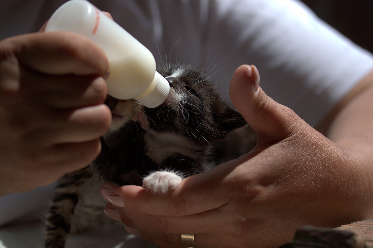 kitten  small  feeding free photo