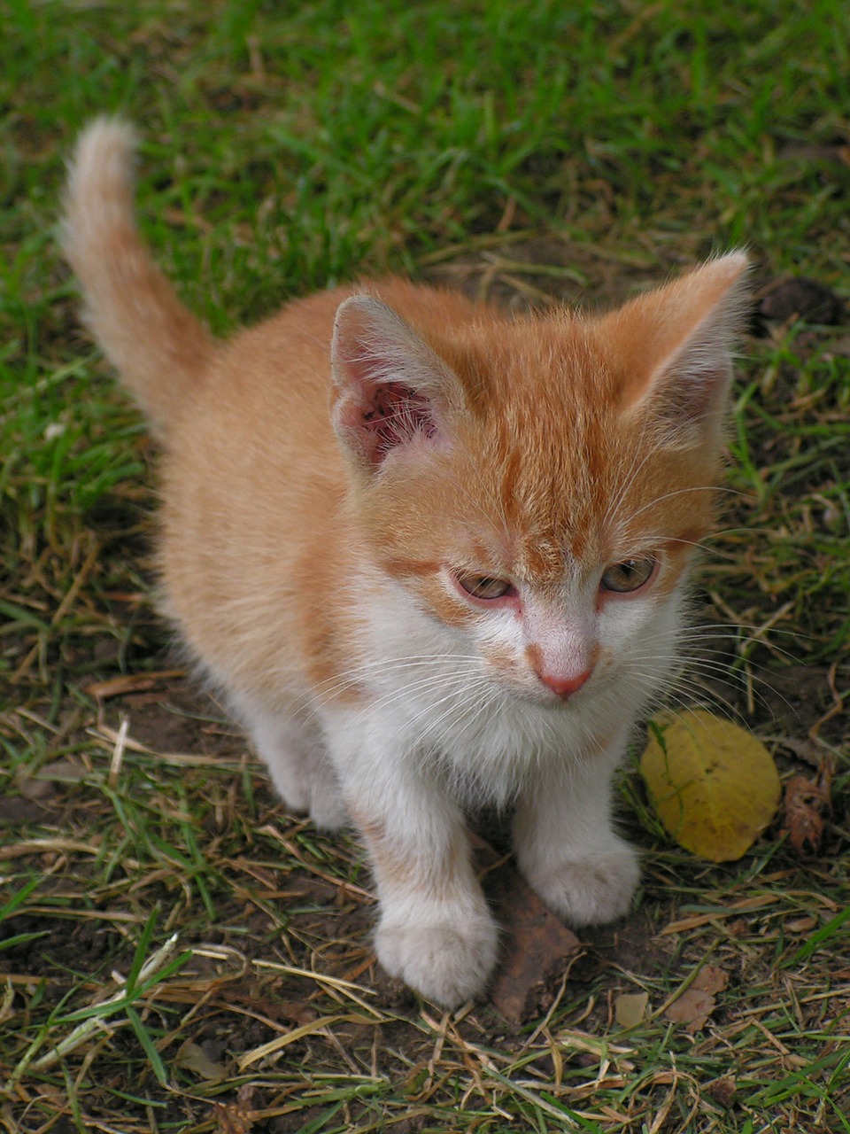 kitten cat red free photo