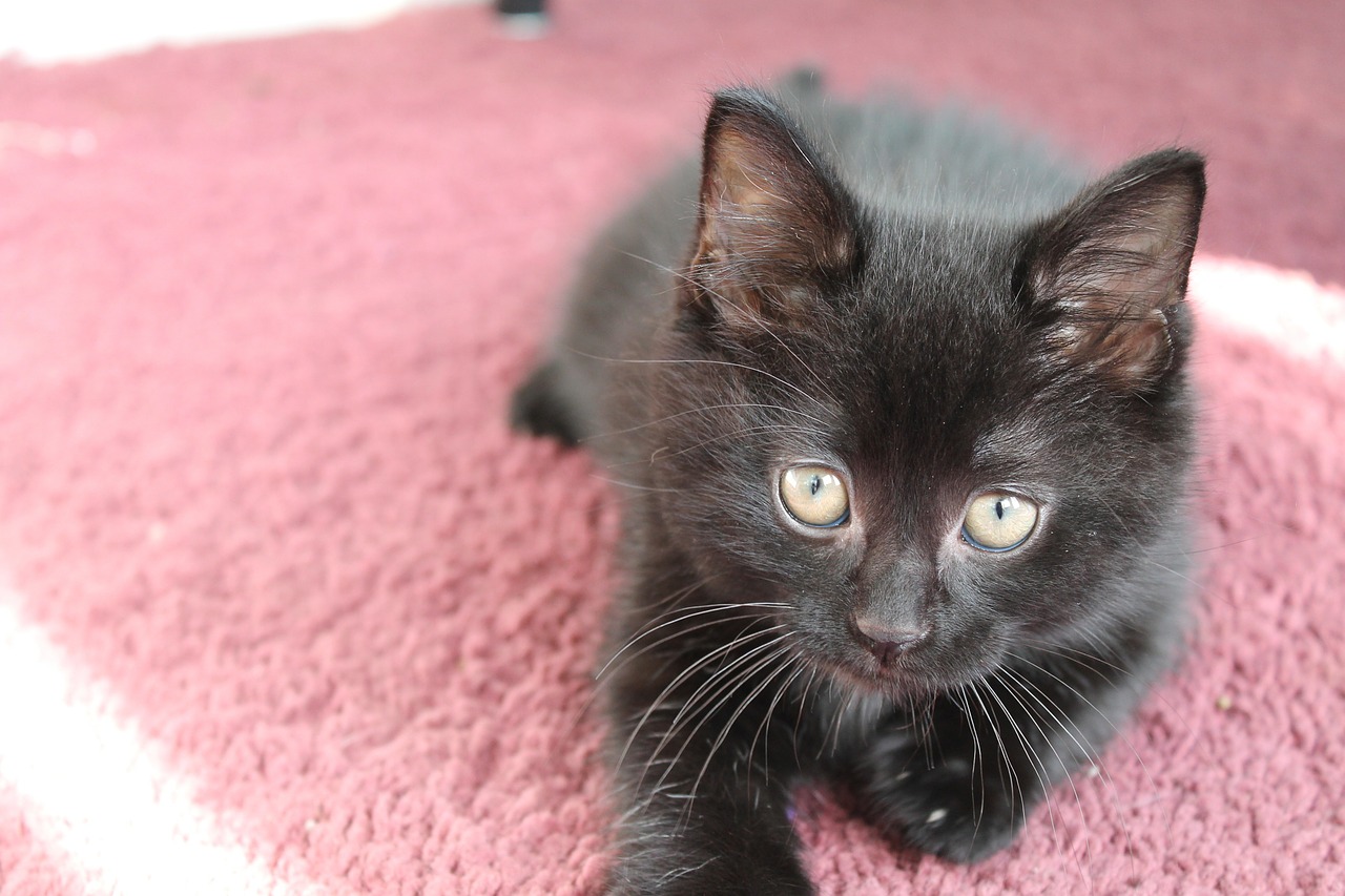 kitten black cute free photo
