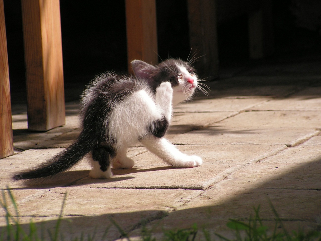 kitten black and white rub free photo