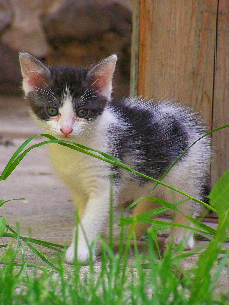 kitten black and white grass free photo